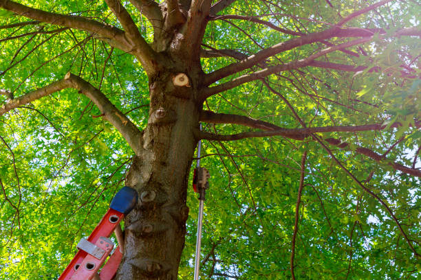 Best Tree Trimming Near Me  in Clear Lake, SD